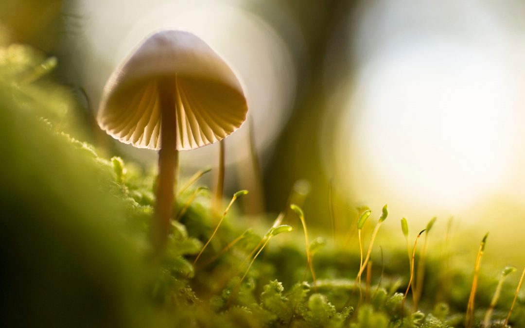 Benefits Of Mindfulness