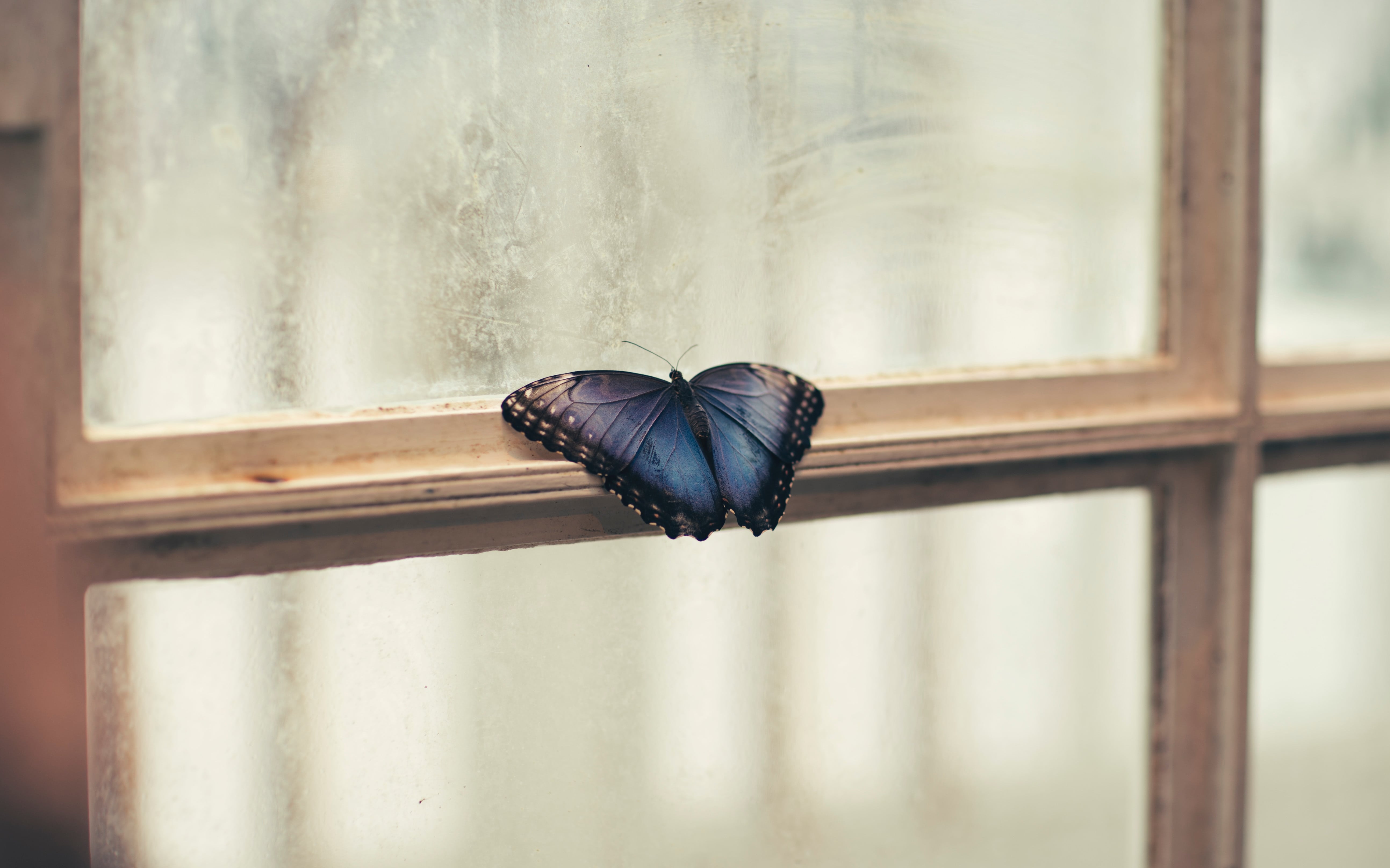 Бабочки влетают в дом. Бабочки на окна. Мотылек на окне. Бабочка за окном. Бабочка бьется в окно.